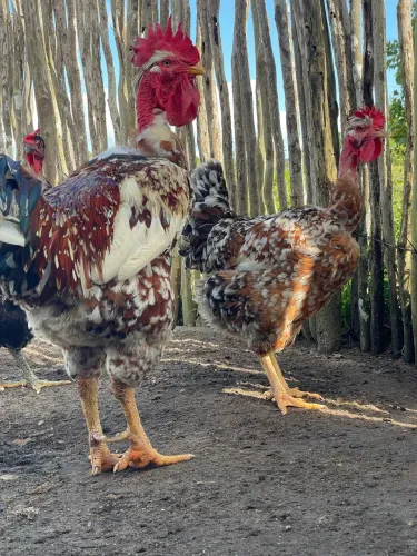 Ovos férteis das galinhas balão pescoço pelado