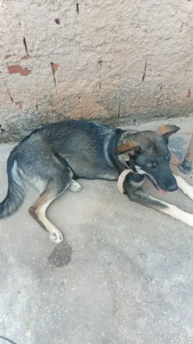 Vendo pastora alemão de linhagem de trabalho com labrador, ela é dócil 
