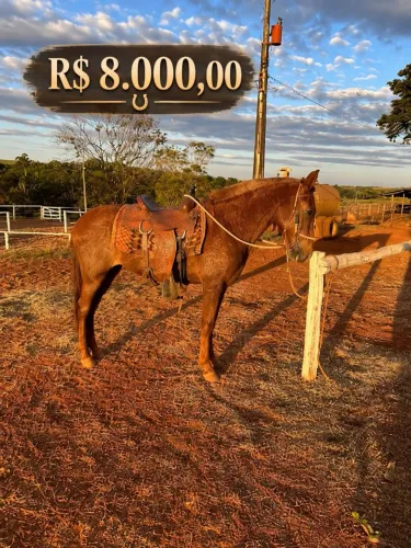 Cavalos e burros