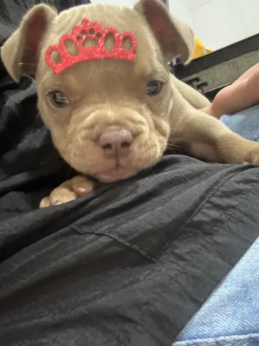 Bully  micro 