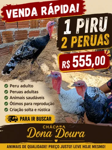 1 Peru + 2 Peruas Adultos - Saudáveis e Prontos para Reprodução