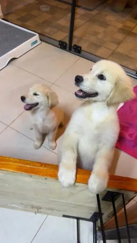Golden retriever 