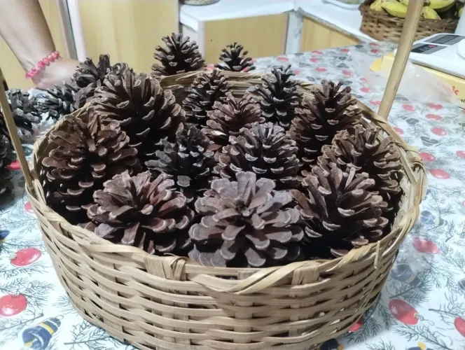Cesta com 35 pinhas Cruas Naturais de Natal 