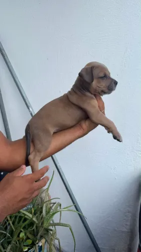 Filhotes de american bully com pitbull