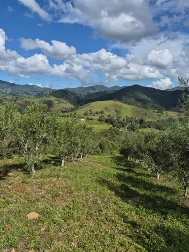 20 ha com oliveiras produzindo em Bocaina de Minas 