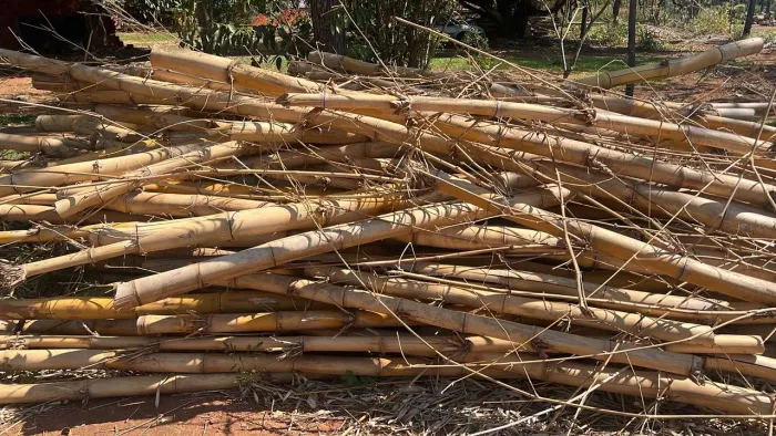 Bambu Seco Natural 2,50 m - Aproximadamente 300 Peças