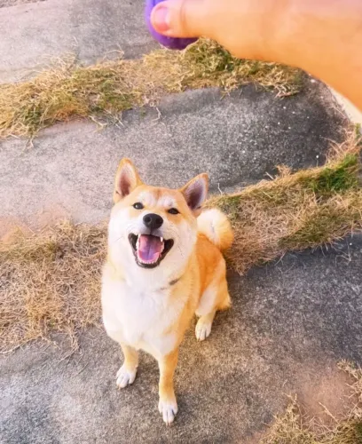 Adoção Consciente Shiba Itu