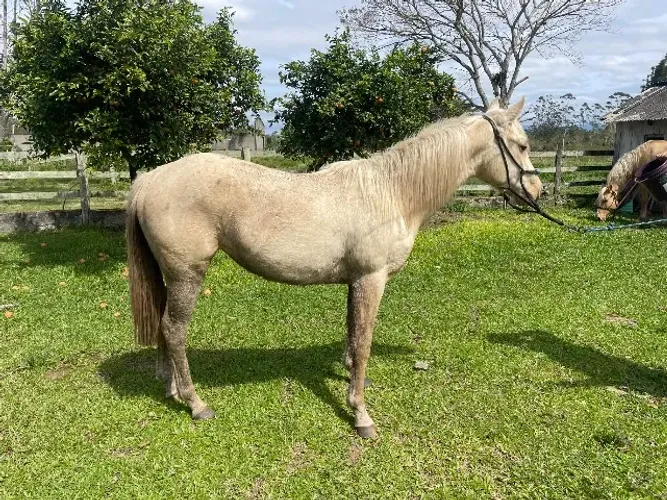 Animal
