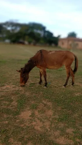 Mula mansa