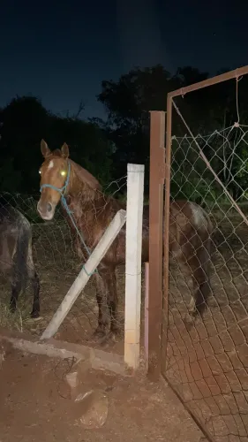 Cavalo a venda