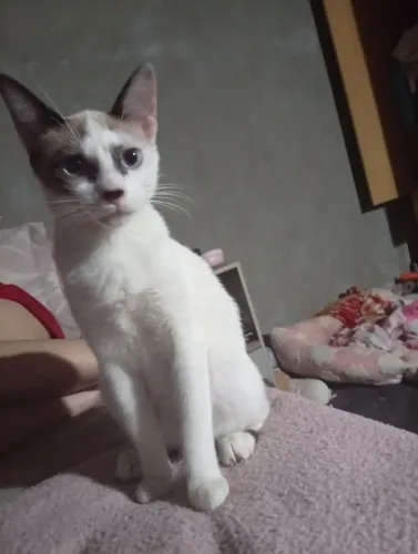 Doa_se gatinhos lindinhos .amáveis ,carinhosos e muito fofinhos ?
