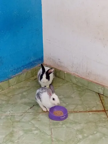 Doação de coelhos