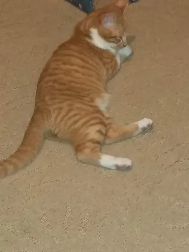 Gata fofa
