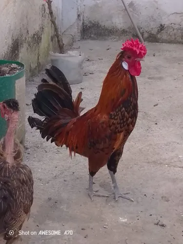 Lindo galo garnizé vermelho. Vacinado (7meses)