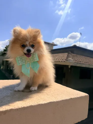 Lulu da Pomerania