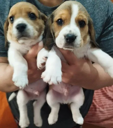 Beagle raça pura 
