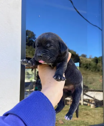 Machinho de fila brasileiro 