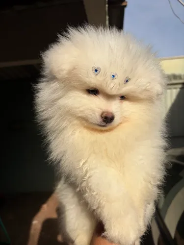 Macho spitz alemão