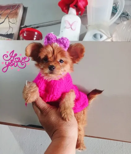 Yorkshare  femea gold mini