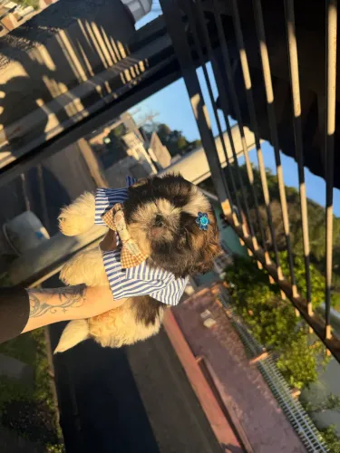 Shih Tzu miniatura machinho disponível