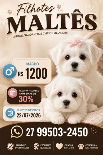 Filhote de maltês (macho)