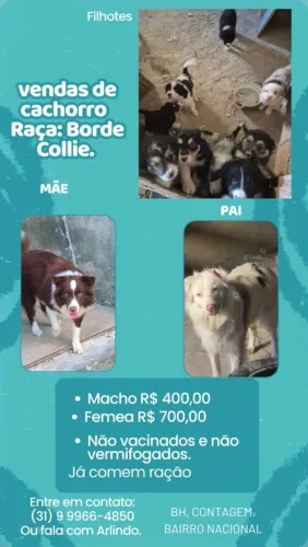 Vendo filhotes de Borde Collie