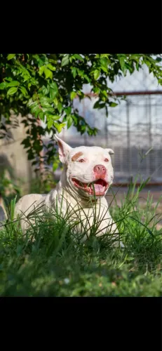 Doação pitbull