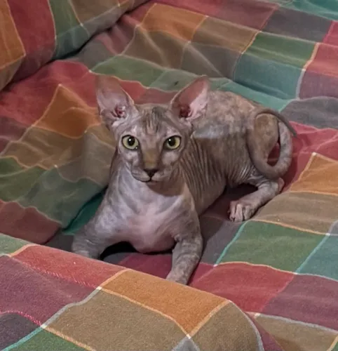 Sphynx Fêmea a peroba entrega