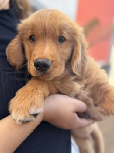 Filhote Golden Retriever Macho