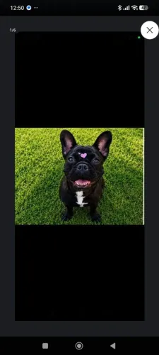 Buldog francês filhote