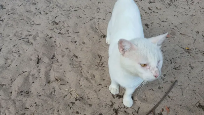 Gato lindo e fofo para adoção