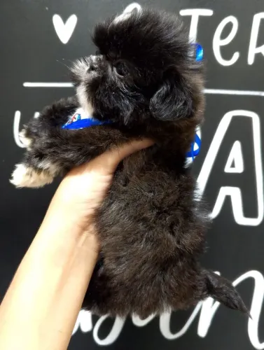 Macho preto solido de Shihtzu, lindão, vacinado e entregamos!