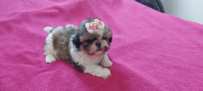 Canil Fenne Perronito Filhotes de Shih tzu
