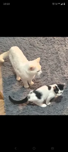 Doa- se dois gatos
