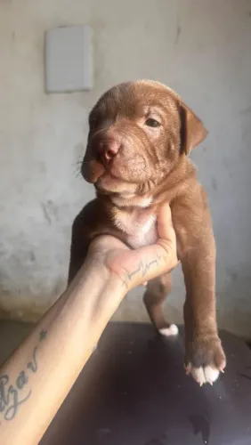 Vende-se lindos  cachorrihos