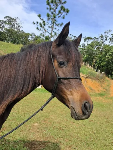 Potra Árabe 