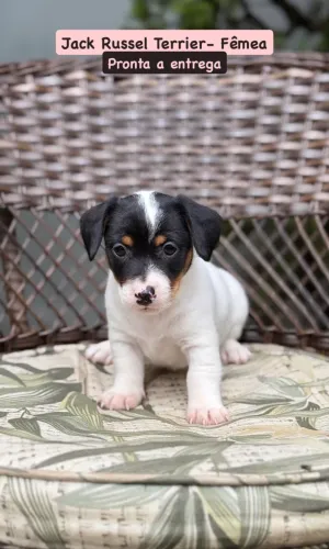 Filhotes Jack Russell Terrier fêmeas á venda 