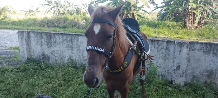 Cavalo potro 2 anos inteiro muito manso