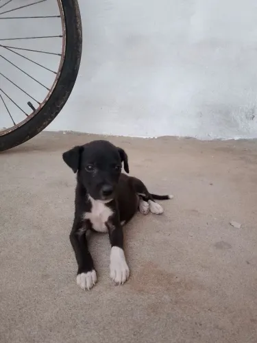 Filhotes de cachorro
