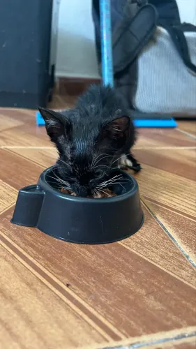 Gatinho para adoção 