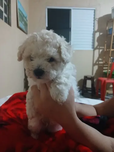 Poodle macho