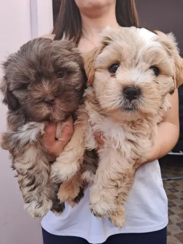 Venda de Filhote de Lhasa apso