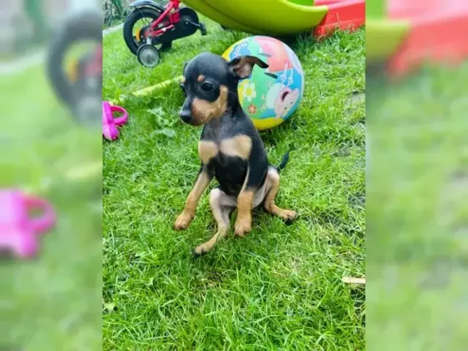 Neném Pinscher/Pincher Pequeno de Verdade Macho e Fêmea com Pedigree