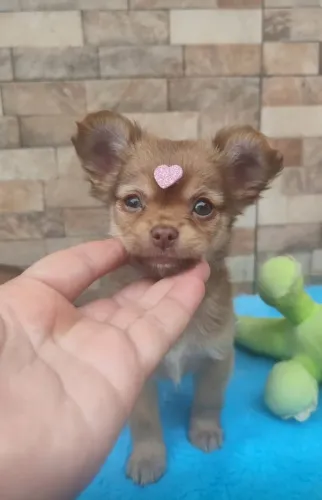 Menina chihuahua beaver