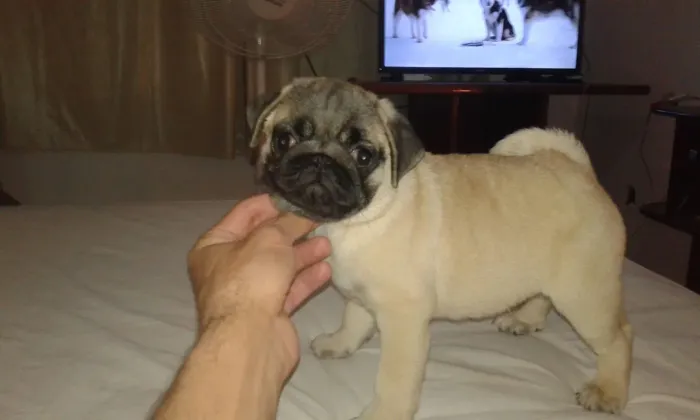 Pug machos (filhotes)