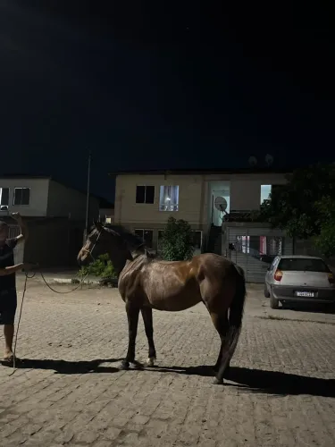 Cavalo De vaquejada esteira