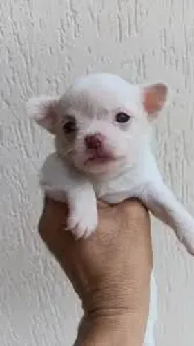 chihuahua branquinhos com pinscher 