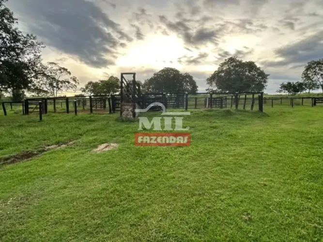 Fazenda 42 Alqueires (203,2 hectares) Matrinchã - GO