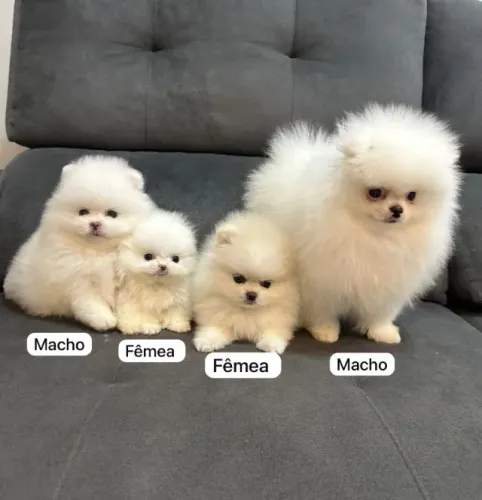 Spitz Alemão Disponível