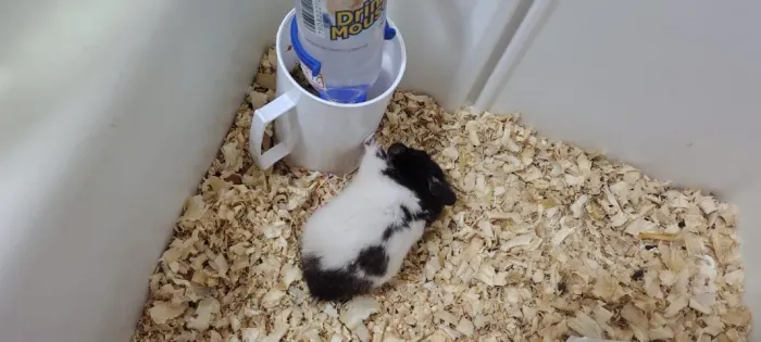 faço a adoção de um Hamster